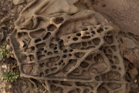 Close-up of intricate honeycomb weathering patterns on sandstone rocks. Showcases natural textures and erosion features. Ideal for geological studies and nature backgrounds.