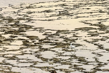 Patrones intrincados de marea y texturas de arena creadas por el agua en declive en Vila Nova de Milfontes, Portugal. Un diseño único y natural de las fuerzas costeras.