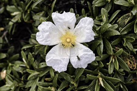 Photo for Close-up of a white Cistus ladanifer flower, showcasing its delicate petals and yellow center. An insect rests on the bloom, adding a touch of nature's interaction to the scene. - Royalty Free Image