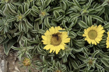 Nahaufnahme einer Biene, die eine leuchtend gelbe Pallenis maritima-Blume bestäubt, umgeben von sattgrünem Laub. Die detaillierte Ansicht fängt die Schönheit der Natur und die Bedeutung der Bestäuber ein.