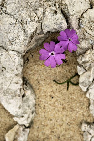 Close-up of Silene littorea flowers, characterized by their vibrant pink petals, blooming amidst coastal rocks. The delicate blossoms stand out against the rugged stone and sandy background.
