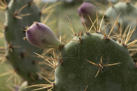 Detaillierte Nahaufnahme eines Kaktusfeigenkaktus mit einer violetten Frucht, die die scharfen Dornen und den grünen Polster hervorhebt. Eingefangen in einer natürlichen Umgebung.