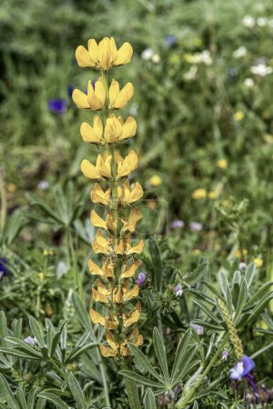 Großaufnahme von Lupinus luteus, gemeinhin als Gelbe Lupine bekannt, mit leuchtend gelben Blüten, die hoch in einem saftig grünen Feld stehen. Eingefangen in einer natürlichen Umgebung.