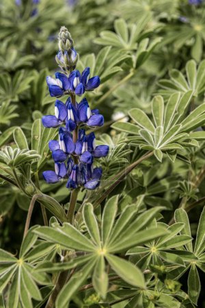 Close-up of Lupinus pilosus, featuring striking blue flowers amidst lush green foliage. Captured in a natural setting, showcasing its unique beauty.
