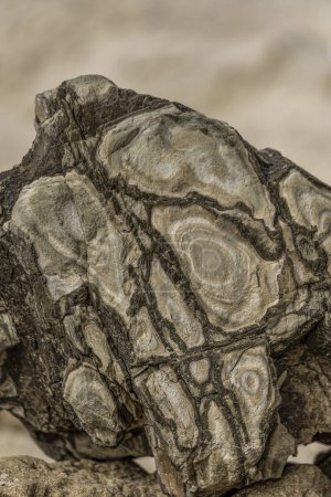 Vista detallada de una roca erosionada que muestra patrones y texturas intrincados. Capturado en un entorno natural, destacando características geológicas.