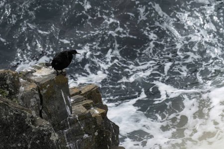 Dos cormoranes posados en un afloramiento rocoso junto al océano, con uno extendiendo sus alas y el otro preparando sus plumas.