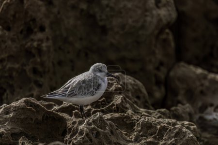 Un pájaro sanderling de pie sobre un afloramiento rocoso, capturado sobre un fondo oscuro y borroso, destacando sus plumas detalladas y su postura serena.