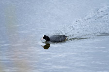 Une foulque commune glisse en douceur sur l'eau, son plumage noir et son bec blanc distinctif créant un contraste frappant avec la surface calme et réfléchissante.