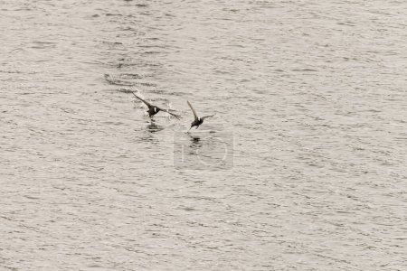 Une foulque commune glisse en douceur sur l'eau, son plumage noir et son bec blanc distinctif créant un contraste frappant avec la surface calme et réfléchissante.