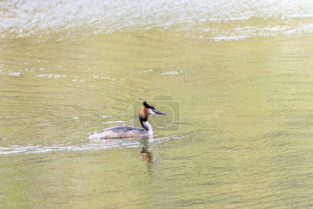 A great crested grebe glides smoothly across calm water, its striking plumage and distinctive head crest clearly visible in the serene setting.