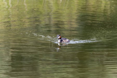 A great crested grebe glides smoothly across calm water, its striking plumage and distinctive head crest clearly visible in the serene setting.