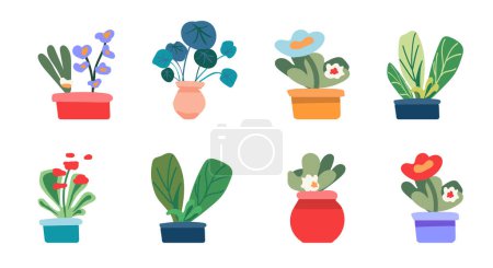 Botanical set, indoor flowers. House plants in pots for the interior. Minimalist style. Vector illustration.