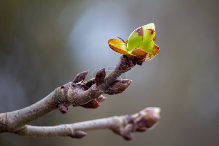 Le châtaignier fleurit au printemps, un bourgeon si fort.