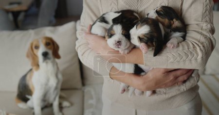 A woman holds several cute beagle puppies in her hands, their mother dog sits in the background