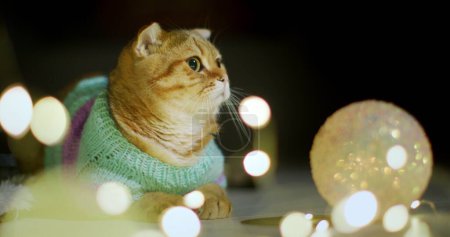 Téléchargez les photos : Chat rouge en vêtements chauds assis près du sapin de Noël. Célébrer Noël avec des animaux domestiques. - en image libre de droit