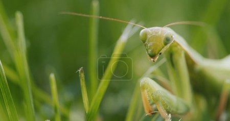Foto de Retrato de una increíble mantis religiosa: un insecto depredador en la hierba - Imagen libre de derechos