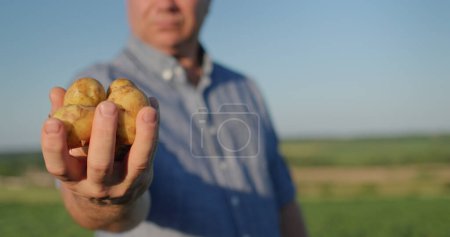 Photo for The farmer holds in his hand several young potatoes, stands in a field where the potatoes have just been dug. - Royalty Free Image