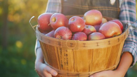 Foto de Agricultor sostiene una cesta de manzanas maduras. - Imagen libre de derechos