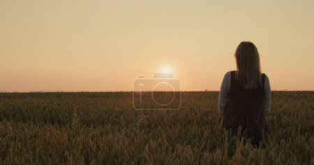 Téléchargez les photos : Silhouette d'une agricultrice debout dans un champ de blé mûr au coucher du soleil. Vue arrière. - en image libre de droit