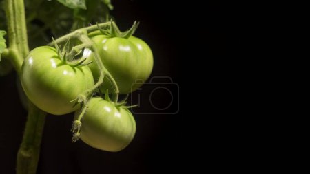 Photo for Branch with three green tomatoes on a black background. - Royalty Free Image