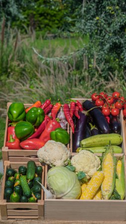 Téléchargez les photos : Plusieurs caisses en bois avec légumes de saison sur un stand de marché fermier. - en image libre de droit