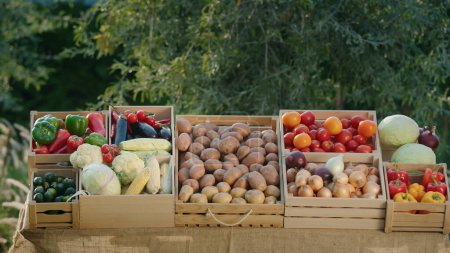 Foto de Un puesto con verduras de temporada de los productores locales. Verduras frescas en cajas de madera. - Imagen libre de derechos