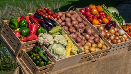 Photo for Neat stall with seasonal vegetables in wooden crates. - Royalty Free Image