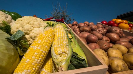 Téléchargez les photos : Maïs appétissant sur un stand de marché fermier. - en image libre de droit