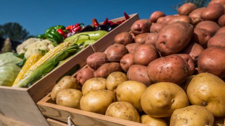 Téléchargez les photos : Pommes de terre dans une boîte en bois sur le comptoir d'un marché de producteurs vendant des aliments locaux. - en image libre de droit