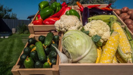 Foto de Conjunto de verduras de temporada en el mercado de los agricultores con alimentos locales. - Imagen libre de derechos