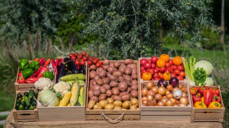 Foto de Cajas de madera con verduras de temporada en un mostrador de mercado de agricultores. - Imagen libre de derechos