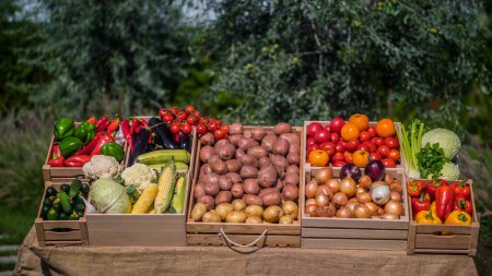Téléchargez les photos : Boîtes en bois avec légumes de saison sur un comptoir de marché fermier. - en image libre de droit