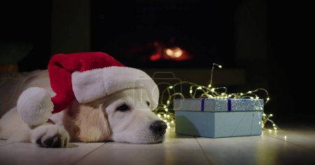 Téléchargez les photos : Un chien dans un chapeau du Nouvel An se trouve près d'une boîte avec un cadeau, en arrière-plan il y a un feu dans la cheminée - en image libre de droit