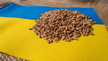 Foto de Un puñado de granos en la bandera ucraniana. Concepto de suministro de alimentos y corredor de granos. - Imagen libre de derechos