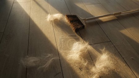 Téléchargez les photos : Balayage de la brosse et de la fourrure d'animal de compagnie : essentiels de nettoyage. - en image libre de droit
