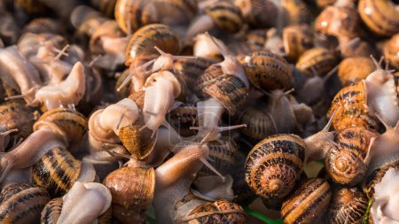 Photo for Snails in a tray on the farm. Growing snails for gastronomy. - Royalty Free Image