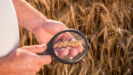 Photo for An agronomist studies wheat spikes through a magnifying glass. - Royalty Free Image
