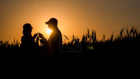 Photo for Silhouettes of two farmers in a wheat field - Royalty Free Image
