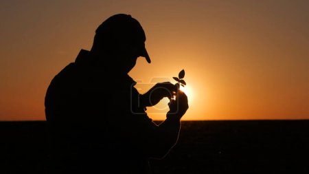 Téléchargez les photos : Silhouette d'un fermier étudiant une plante. Debout dans un champ au coucher du soleil. - en image libre de droit