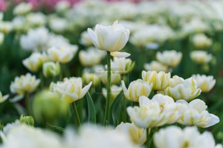 Feld blühender weißer Tulpen an einem Frühlingstag. Selektiver Fokus