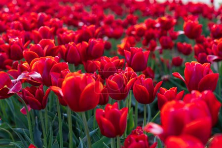 Feld blühender roter Tulpen an einem Frühlingstag. Selektiver Fokus