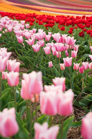Colorful field of blooming tulips on a spring day. Selective focus. Vertical view