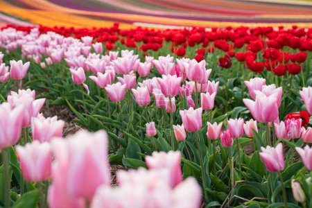 Buntes Feld blühender Tulpen an einem Frühlingstag. Selektiver Fokus