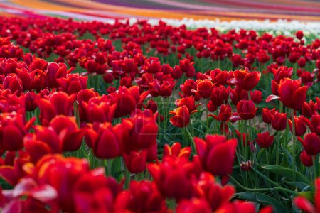 Field of blooming red tulips on a spring day. Selective focus