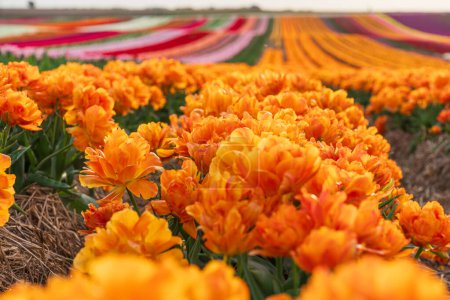 Feld blühender Tulpen an einem Frühlingstag. Nahaufnahme orangefarbener Blüten. Selektiver Fokus