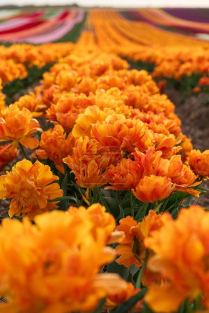 Feld blühender Tulpen an einem Frühlingstag. Nahaufnahme orangefarbener Blüten. Selektiver Fokus