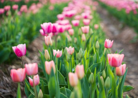 Feld blühender Tulpen an einem Frühlingstag. Nahaufnahme von rosa Blüten. Selektiver Fokus