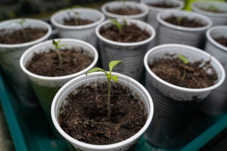 Foto de Primer plano de plantones de tomate en crecimiento en el alféizar de la ventana en primavera - Imagen libre de derechos
