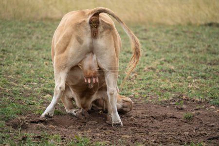Brown cow rolls on the ground while pooping