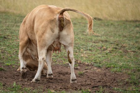 Foto de Vaca marrón rueda en el suelo y defeca - Imagen libre de derechos